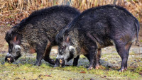 prase divočák boar-3214069 1280